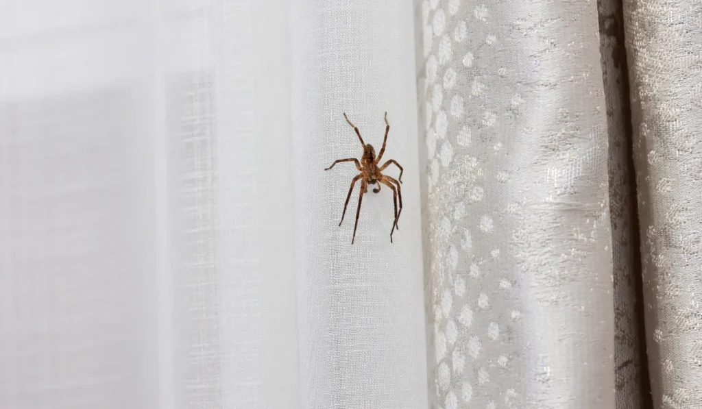 Spider in Fresno Bedroom