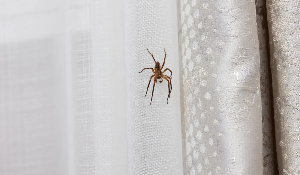Spider in Fresno Bedroom