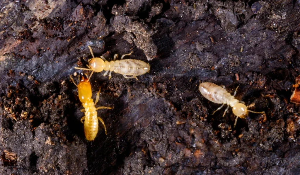 Subterranean Termites