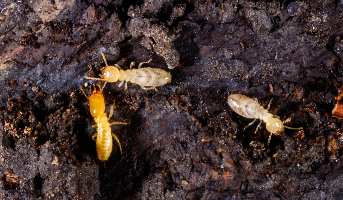 Subterranean Termites