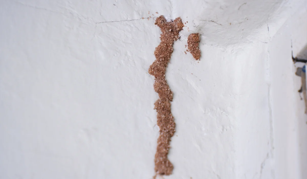 Termite mud tube on the walls of the house.