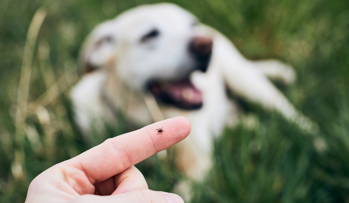 Tick on human finger against dog