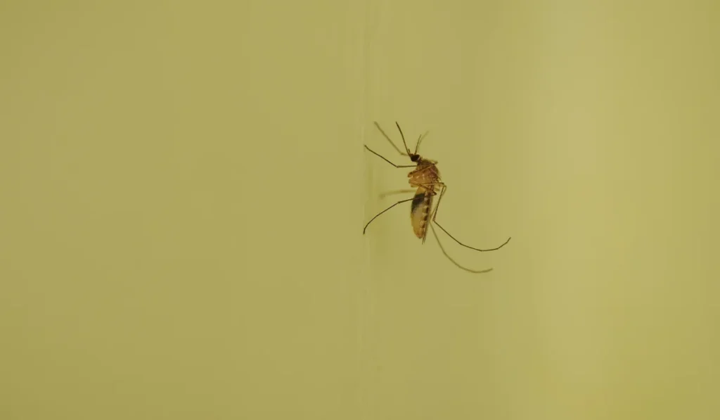 mosquito on a yellow wall