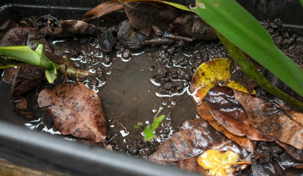 standing water for mosquitoes after the rain