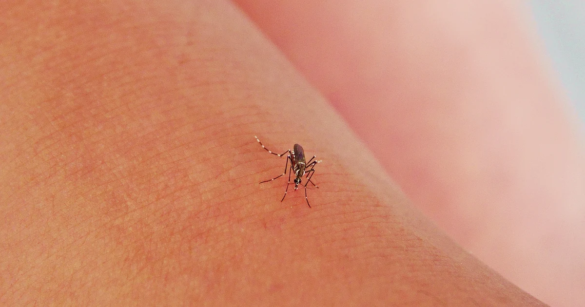 Mosquitoes in California: Signs, Risks, and Control — featured image