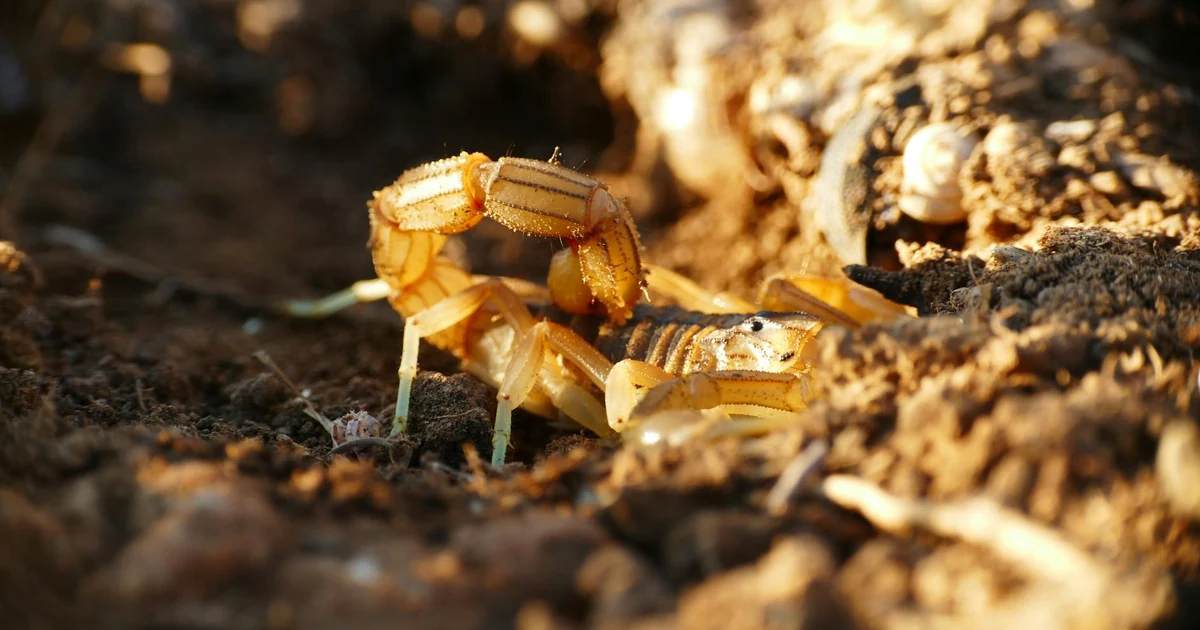 Scorpions in California: Signs, Risks, and Control — featured image