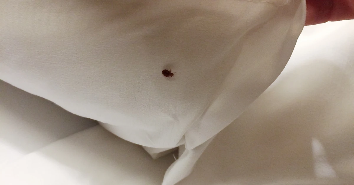 Bed Bugs in Sacramento: Signs, Risks, and Control — featured image