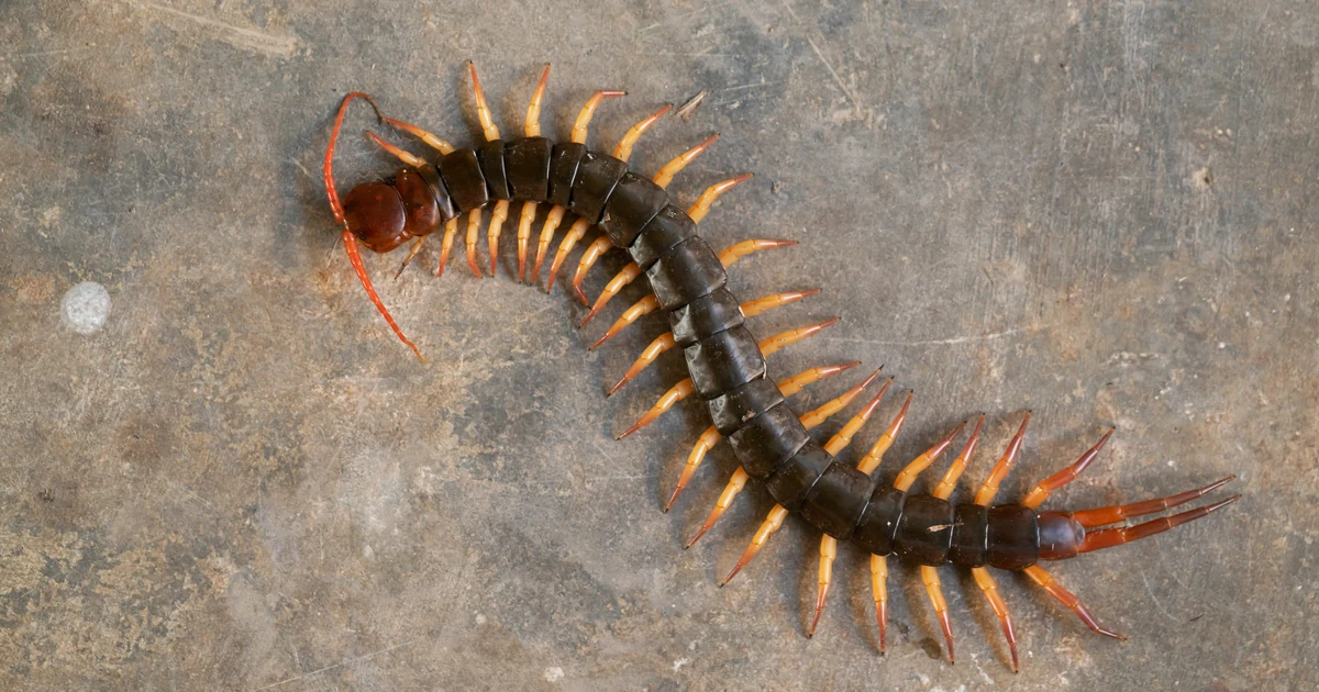 Centipedes in California: Signs, Risks, and Control — featured image