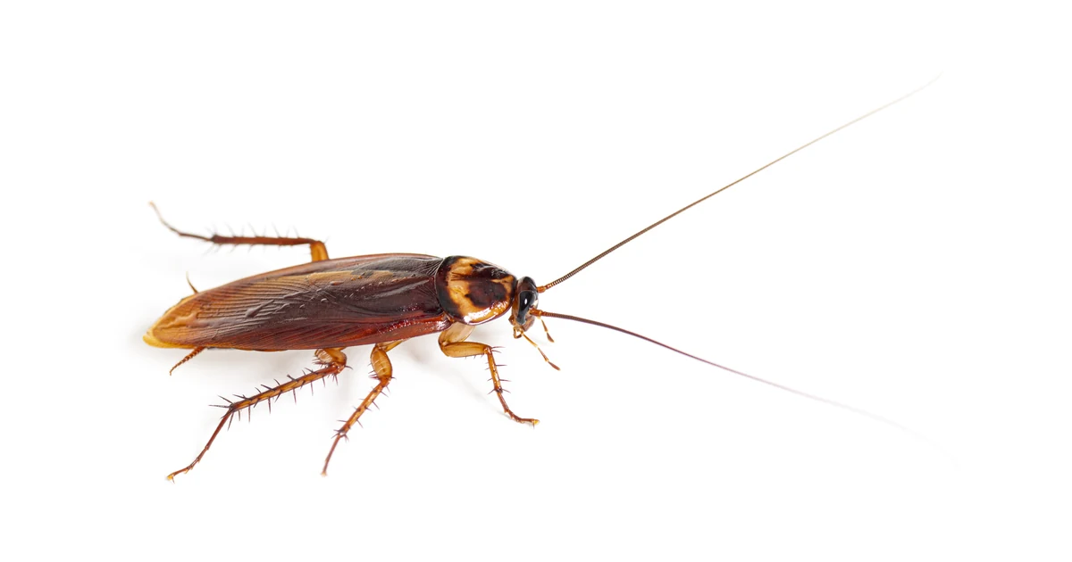 Cockroaches in Sacramento: Signs, Risks, and Control — featured image