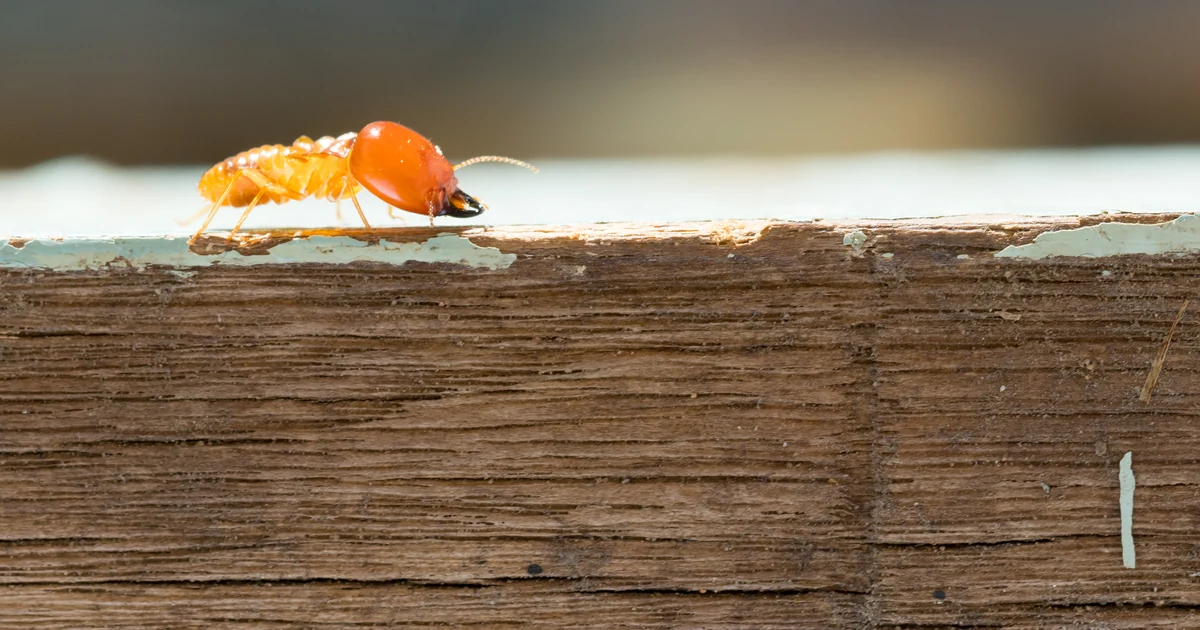 Drywood Termites in California: Signs, Risks, and Control — featured image