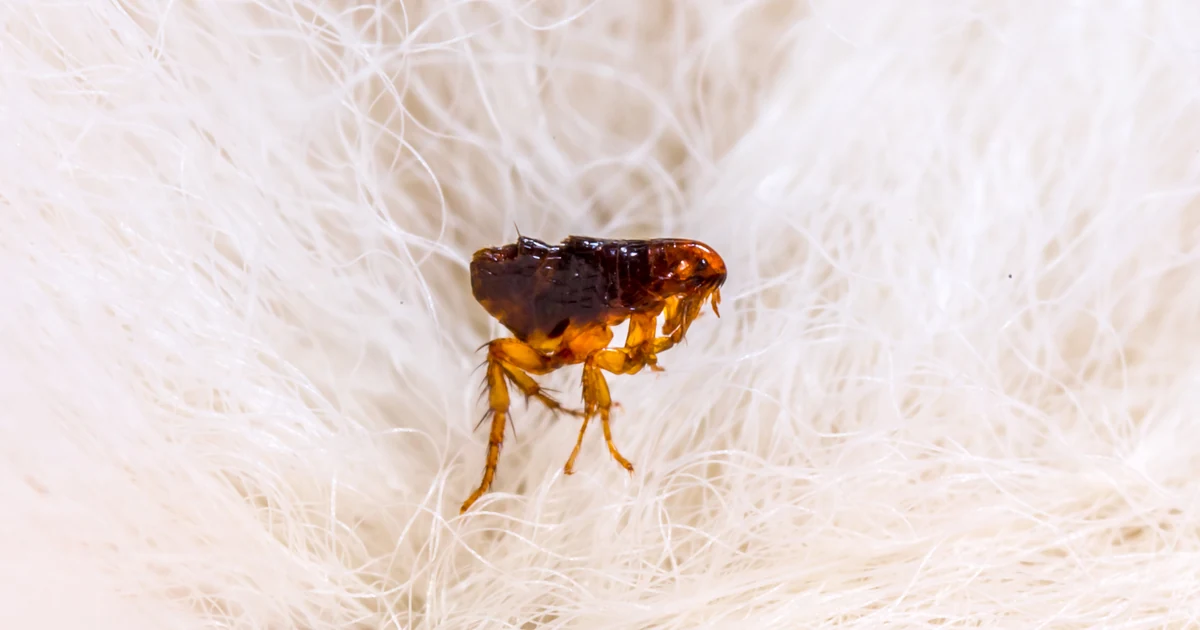 Fleas in California: Signs, Risks, and Control — featured image