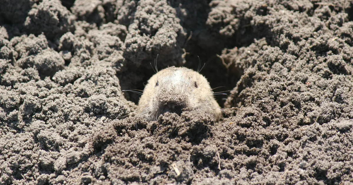 Gophers in California: Signs, Risks, and Control — featured image