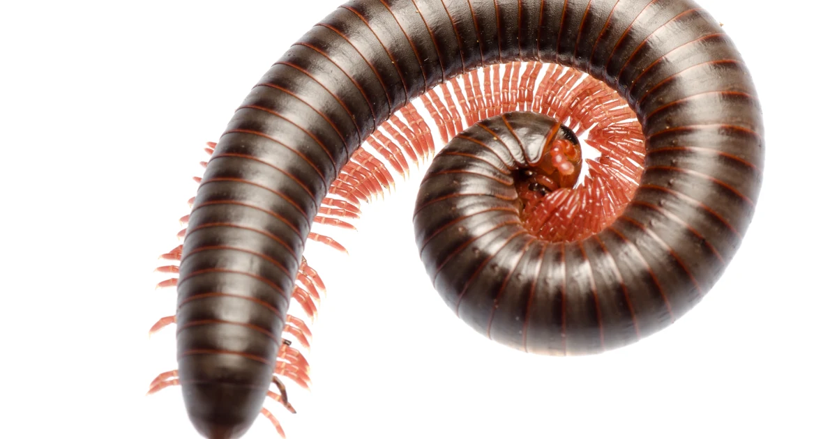 Millipedes in California: Signs, Risks, and Control — featured image