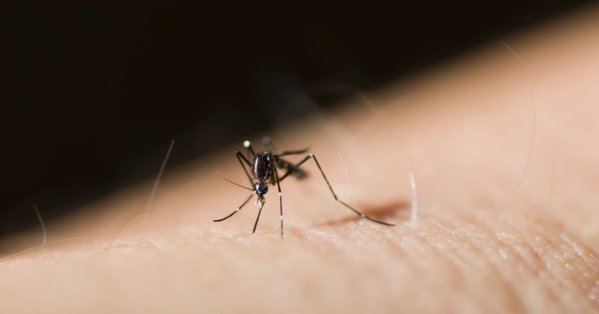 Mosquito Season in California: Signs, Risks, and Control — featured image