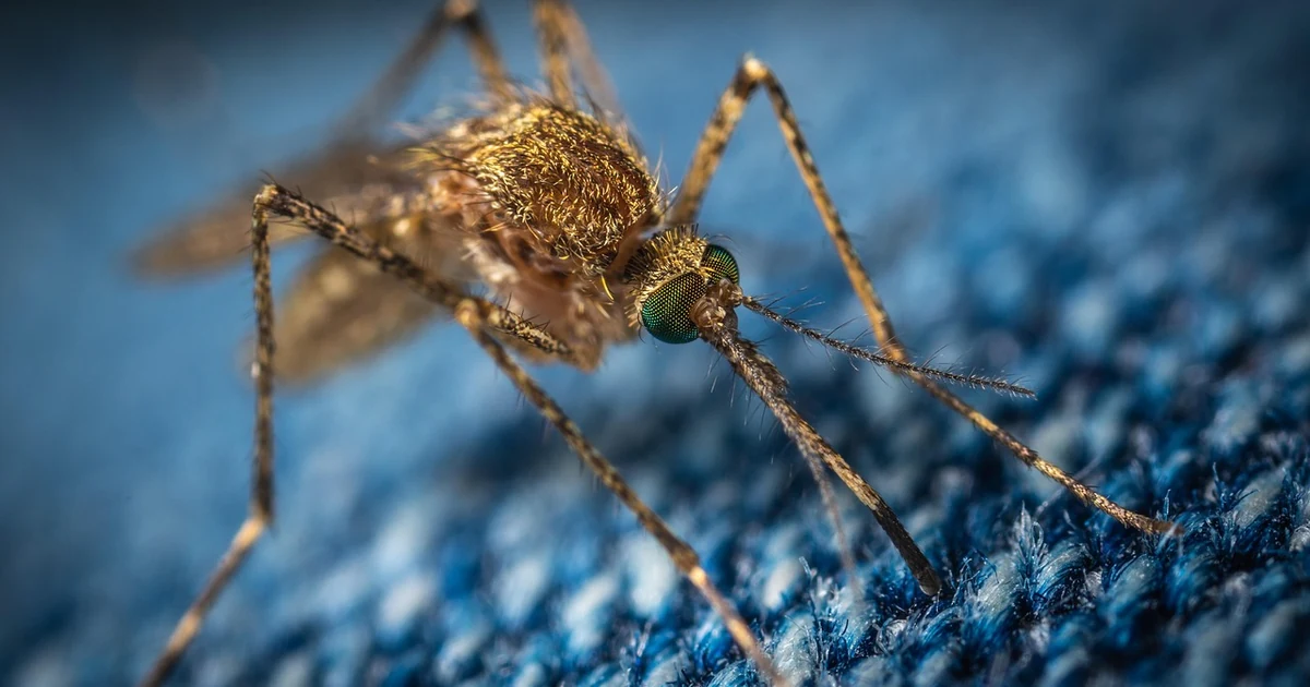 Mosquitoes in Fresno: Signs, Risks, and Control — featured image