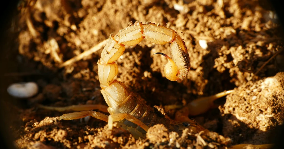 Scorpions in California: Signs, Risks, and Control — featured image