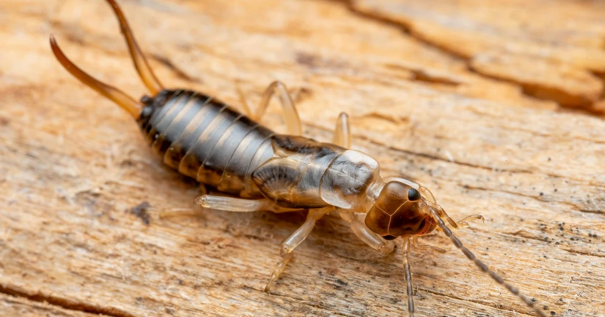 Silverfish in California: Signs, Risks, and Control — featured image