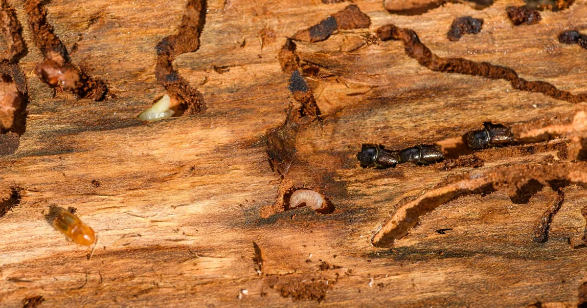 Subterranean Termites in California: Signs, Risks, and Control — featured image