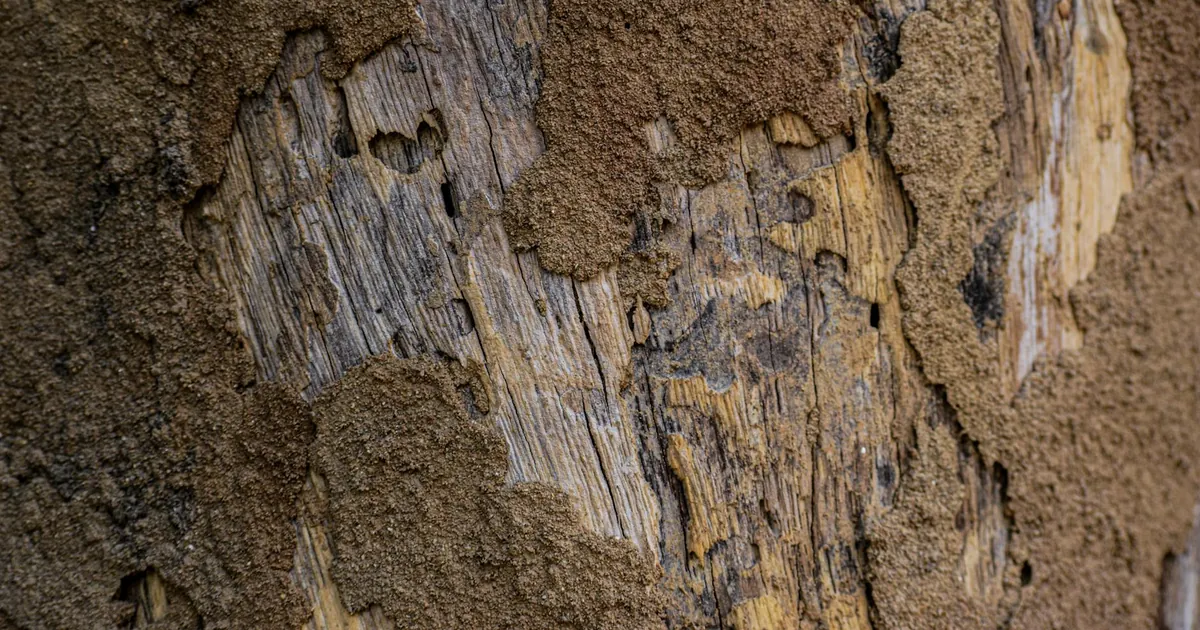 Termite Inspection Cost California: Signs, Risks, and Control — featured image