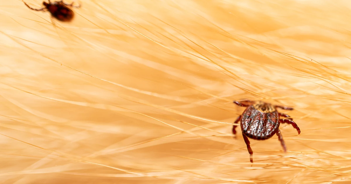 Ticks in Sacramento: Signs, Risks, and Control — featured image
