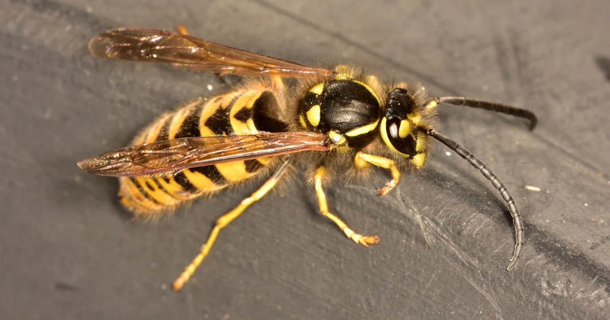 Types Of Wasps in California: Signs, Risks, and Control — featured image