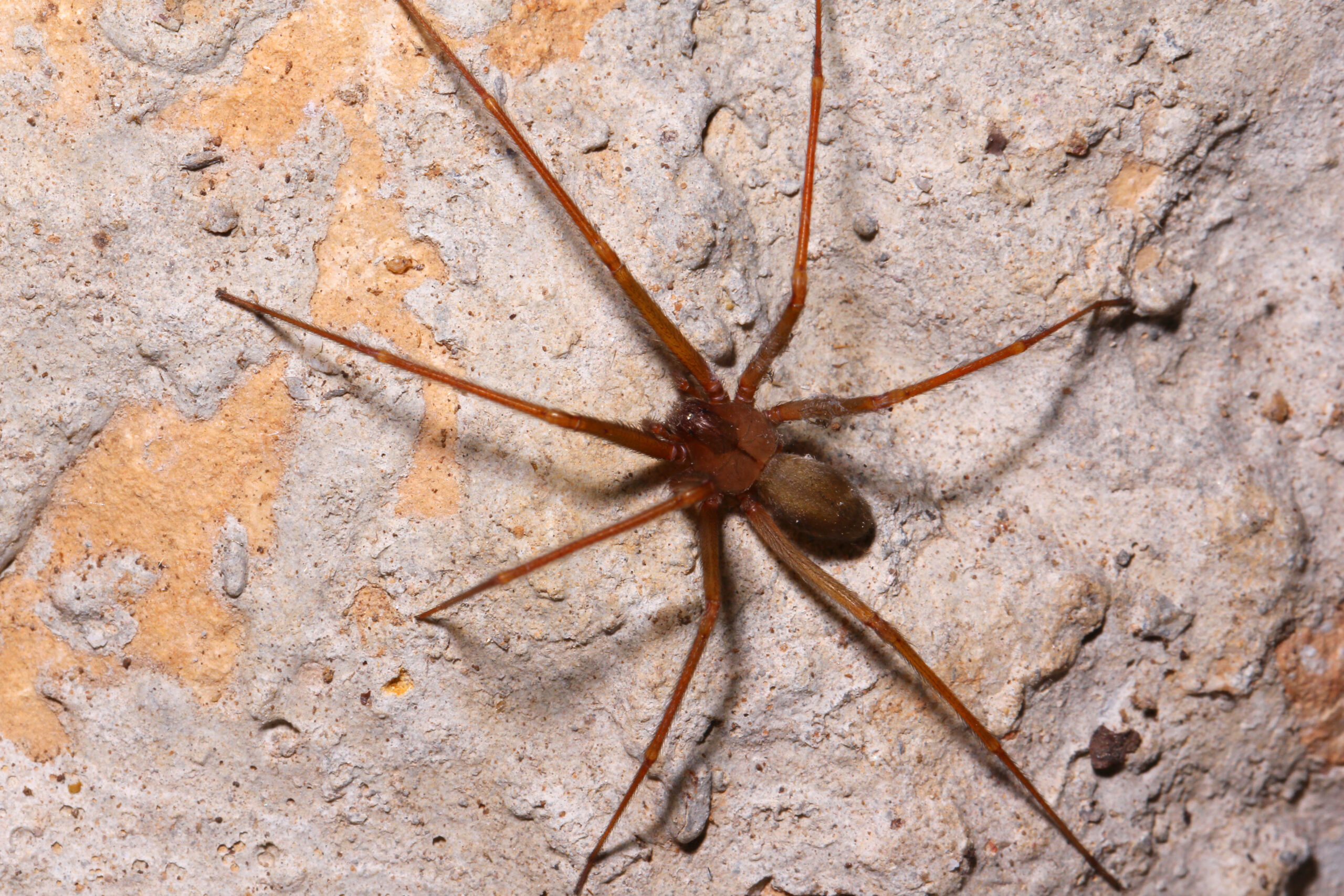 brown recluse spider california