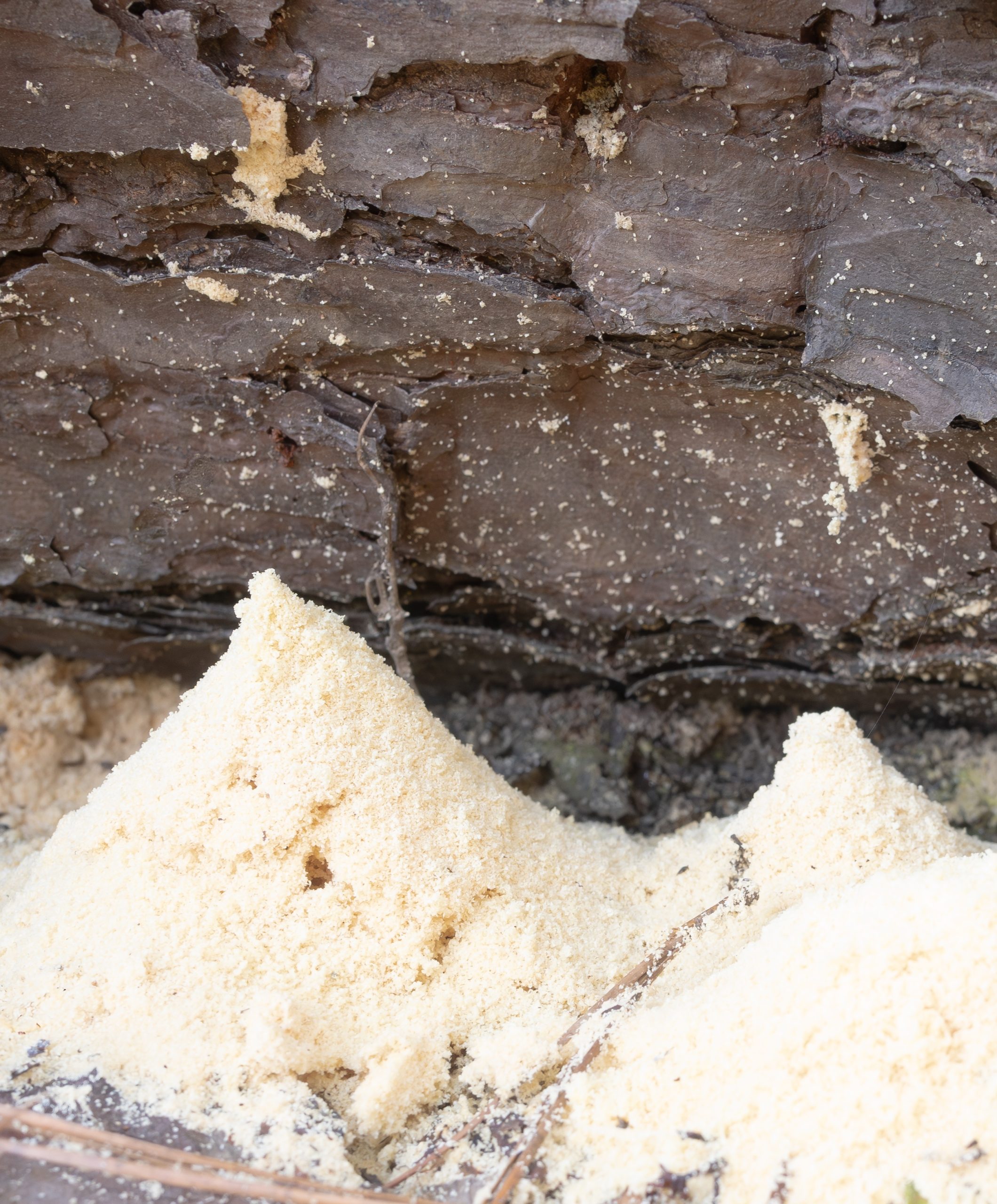 Carpenter Ant Droppings Look Like Sawdust for a Troubling Reason