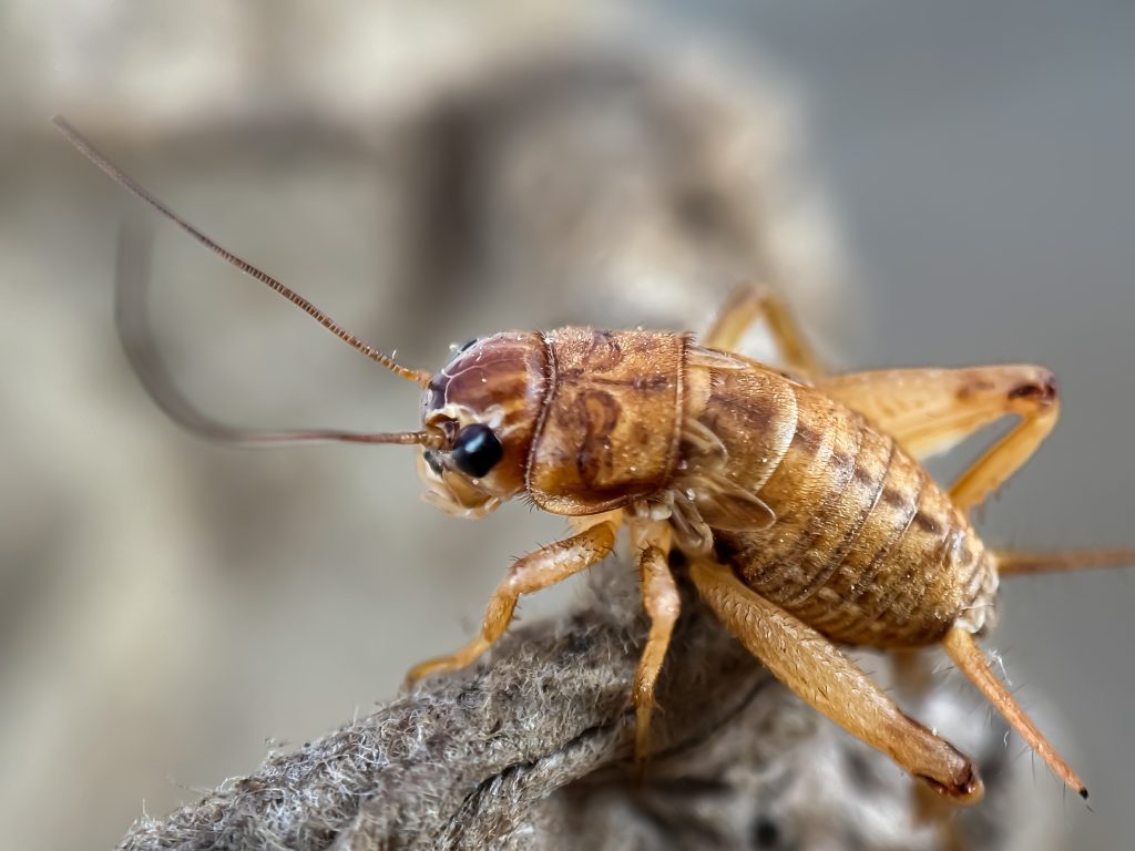 Cricket Control Before Chirping Moves Indoors