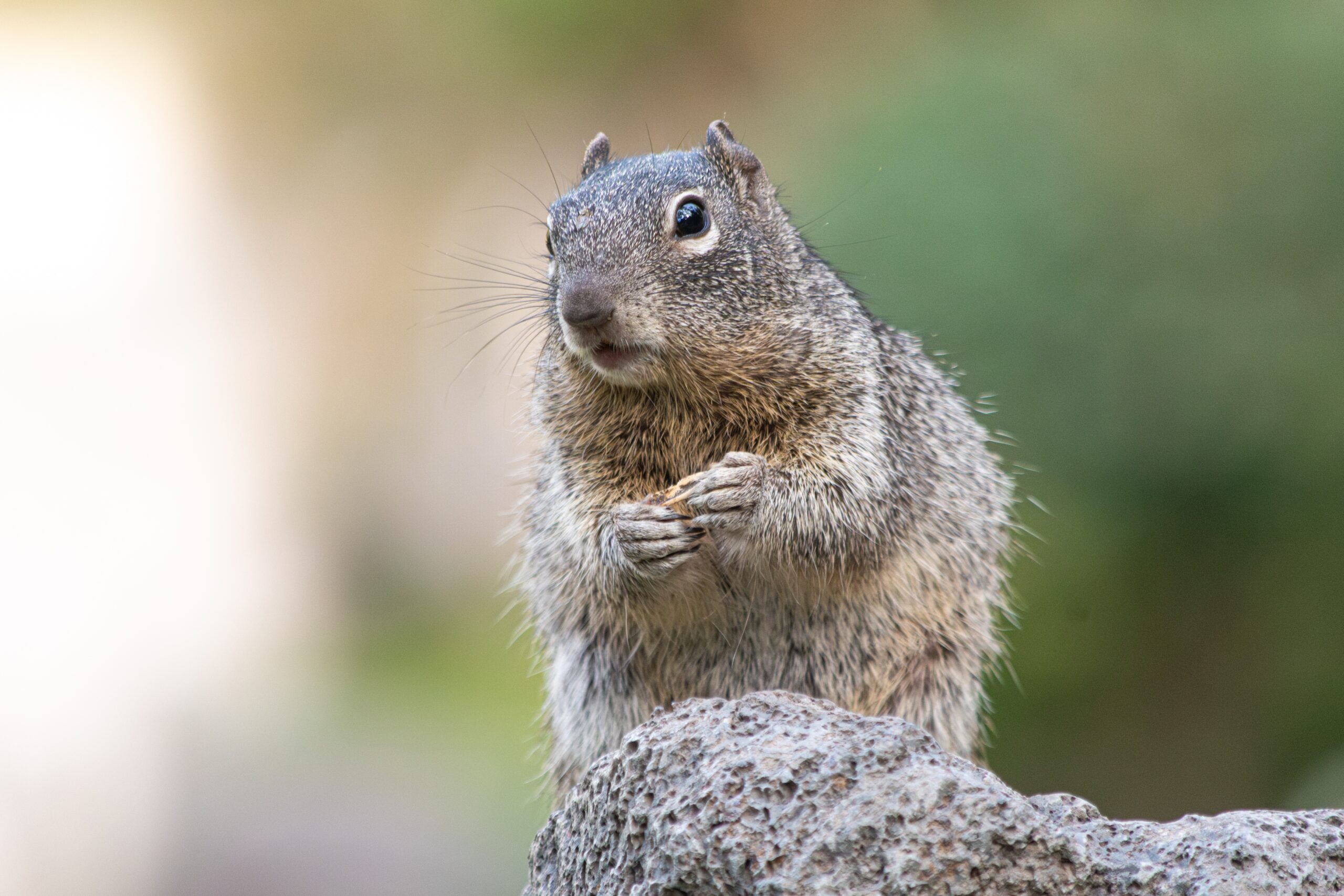 ground squirrel in california