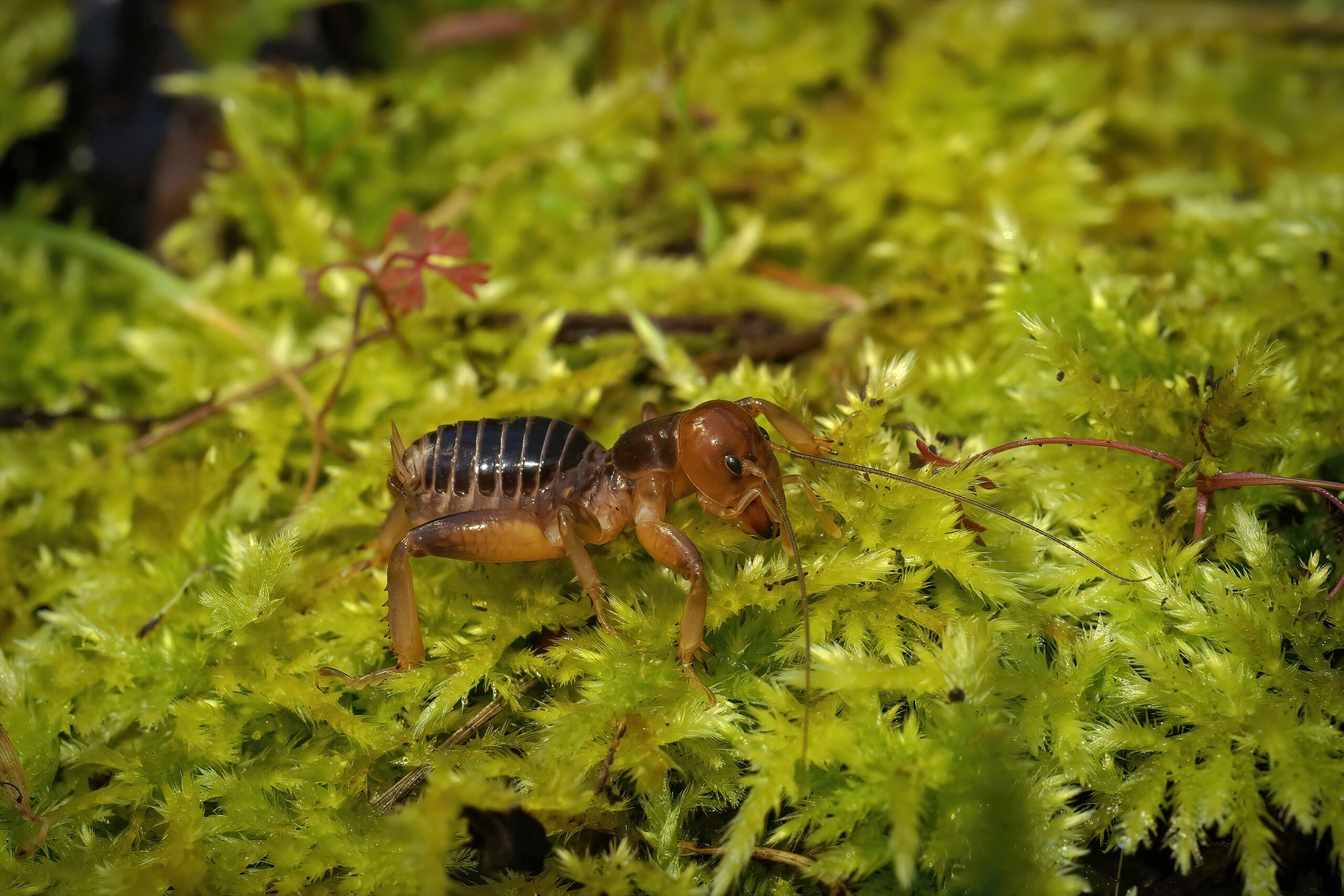 jerusalem cricket in california