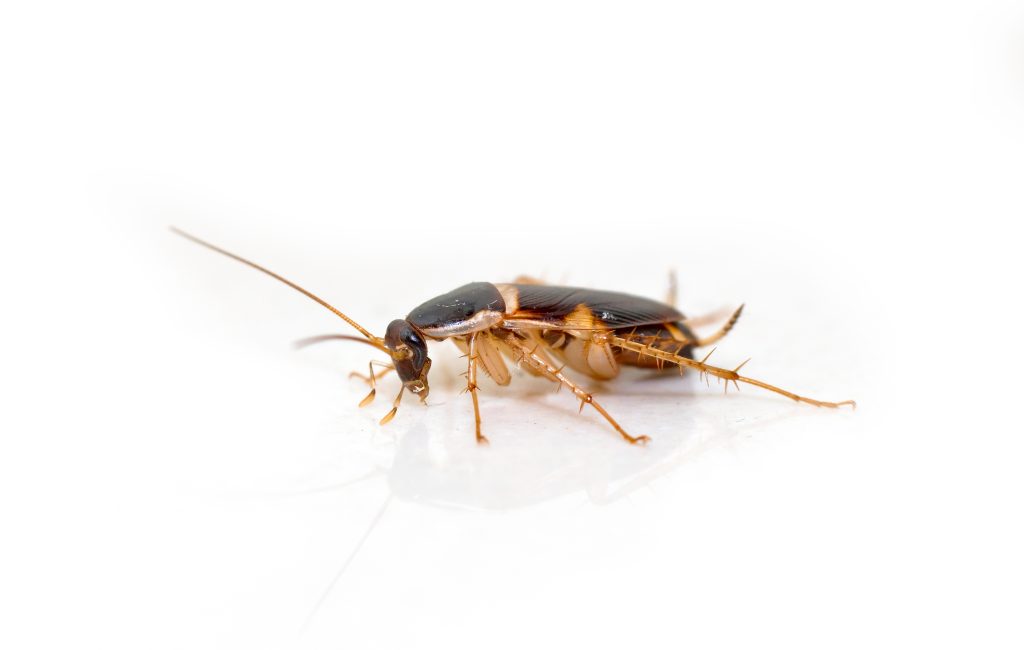 The Brown Banded Cockroach Hides Where You Never Spray