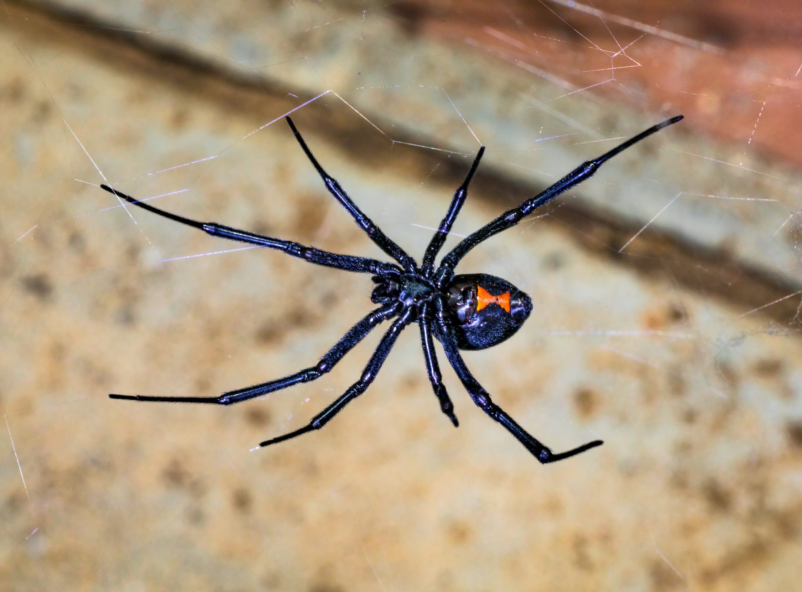 What a Black Widow Bite Really Does to Your Body