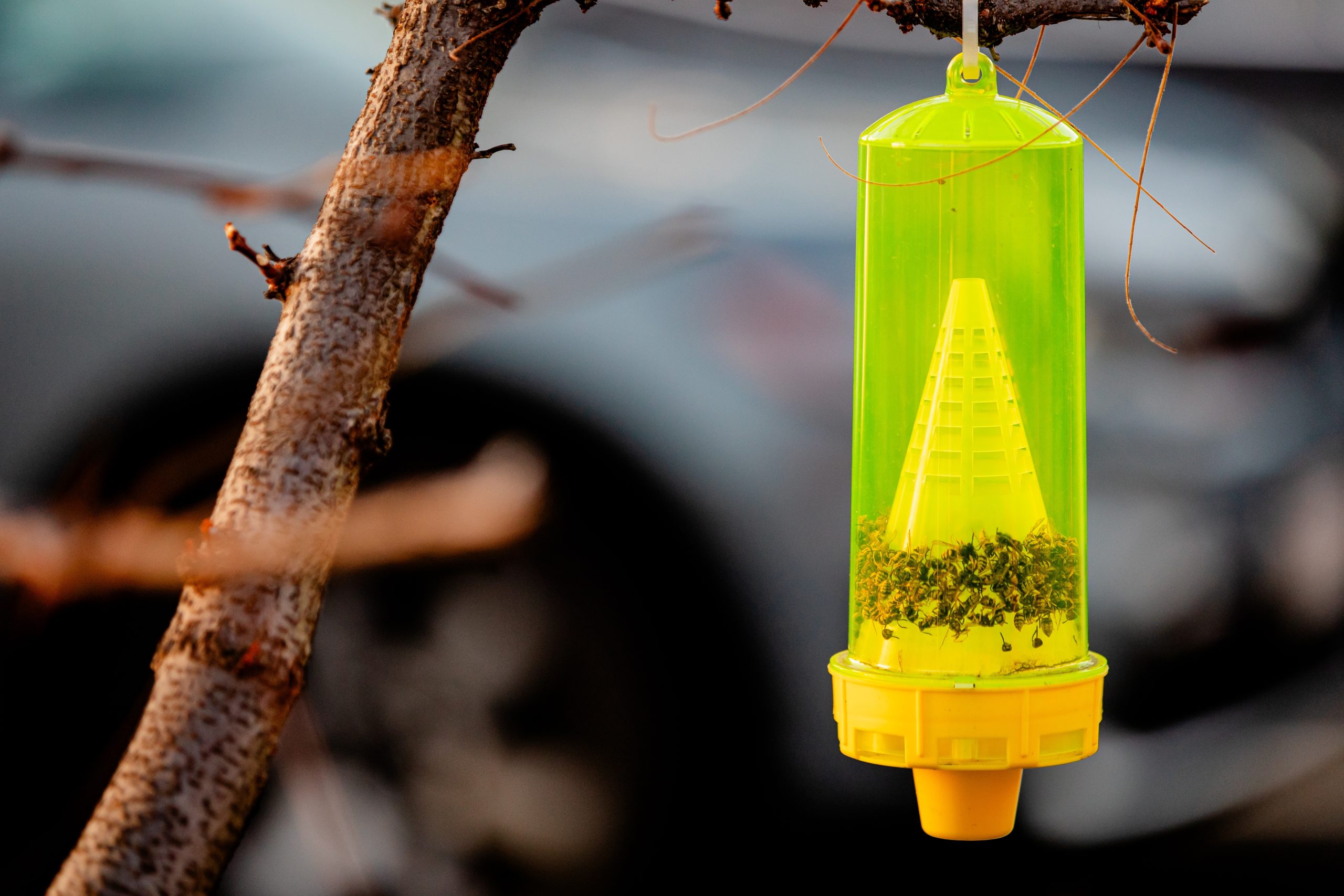 Where You Hang a Yellow Jacket Trap Matters More Than the Bait