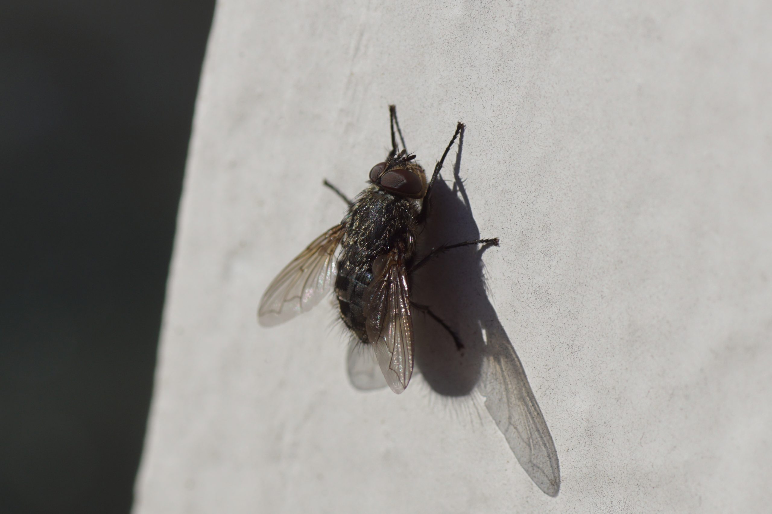 Cluster Flies Pick Your Sunniest Wall to Spend the Winter