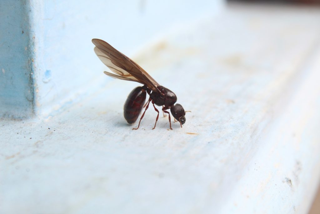 Flying Ants in California Mean a Colony Is Making Its Move