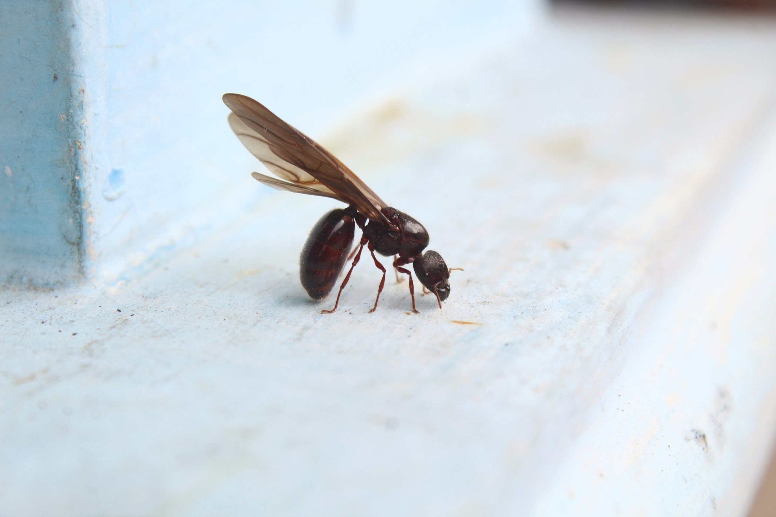 Flying Ants in California Mean a Colony Is Making Its Move