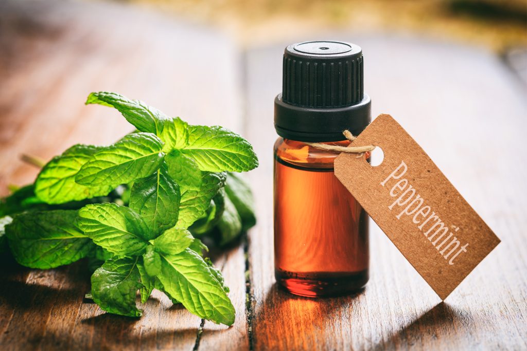 Peppermint Oil for Mice Works Worse Than You Think