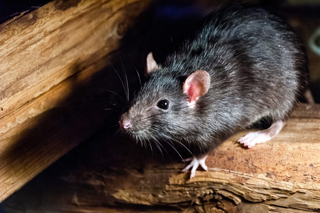 Roof Rats Are Moving Into Sacramento Attics This Month