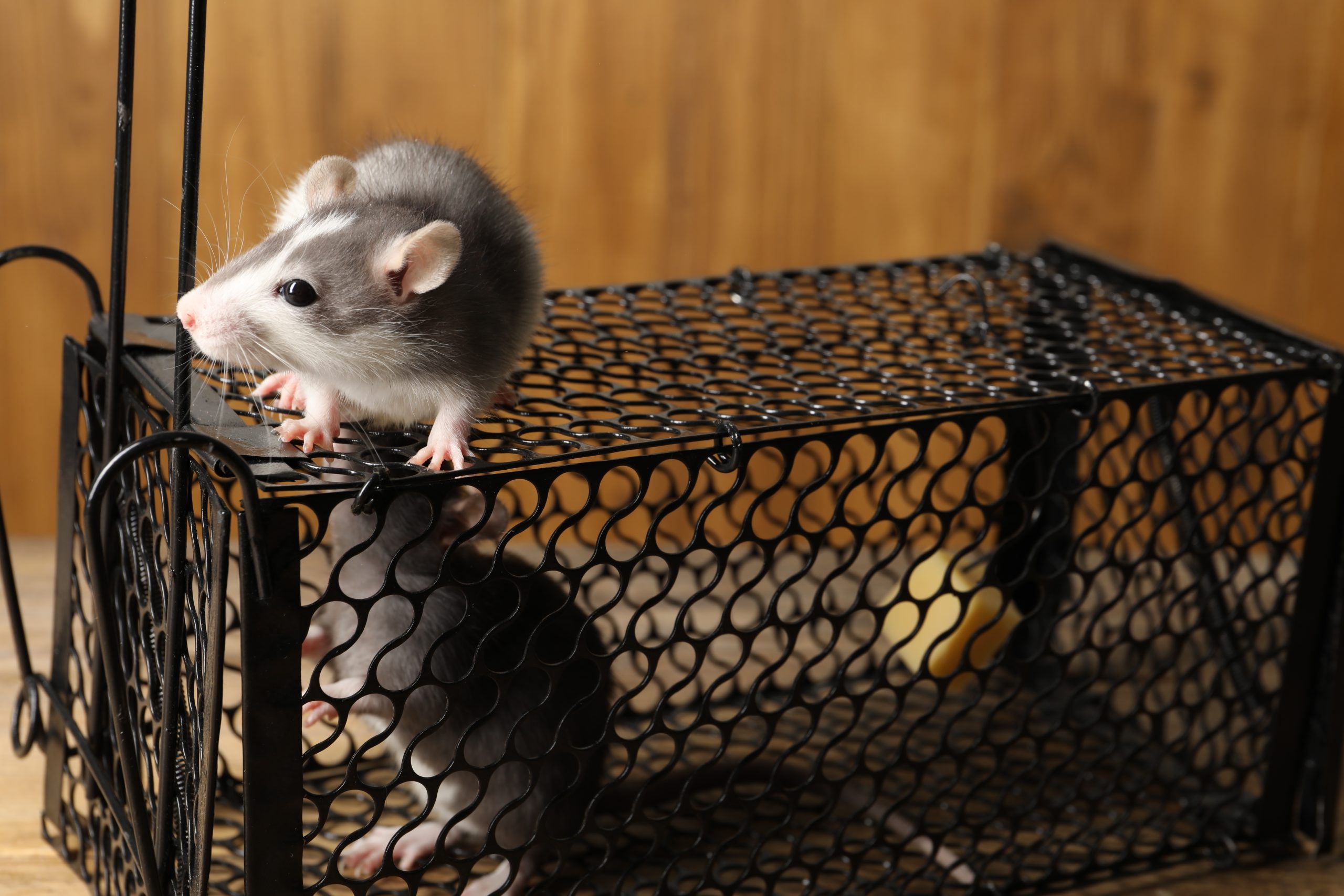 The Right Way to Set Rat Traps Before Winter Arrives
