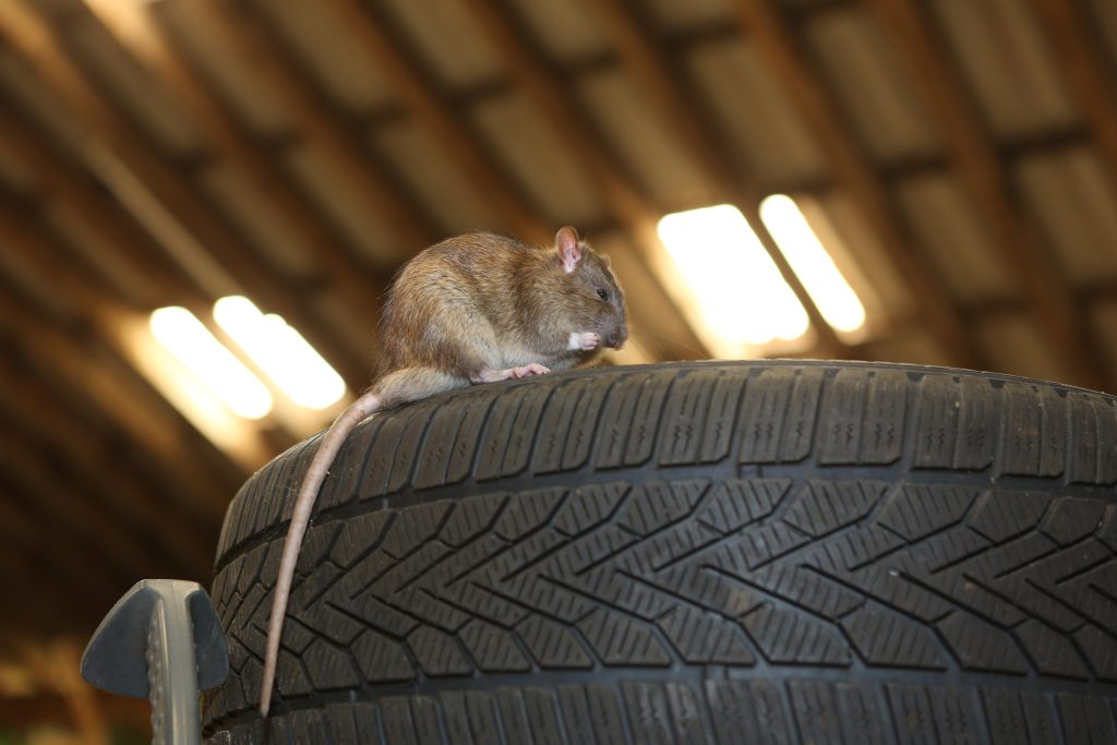 What Rat Poop in the Garage Says About Your Infestation