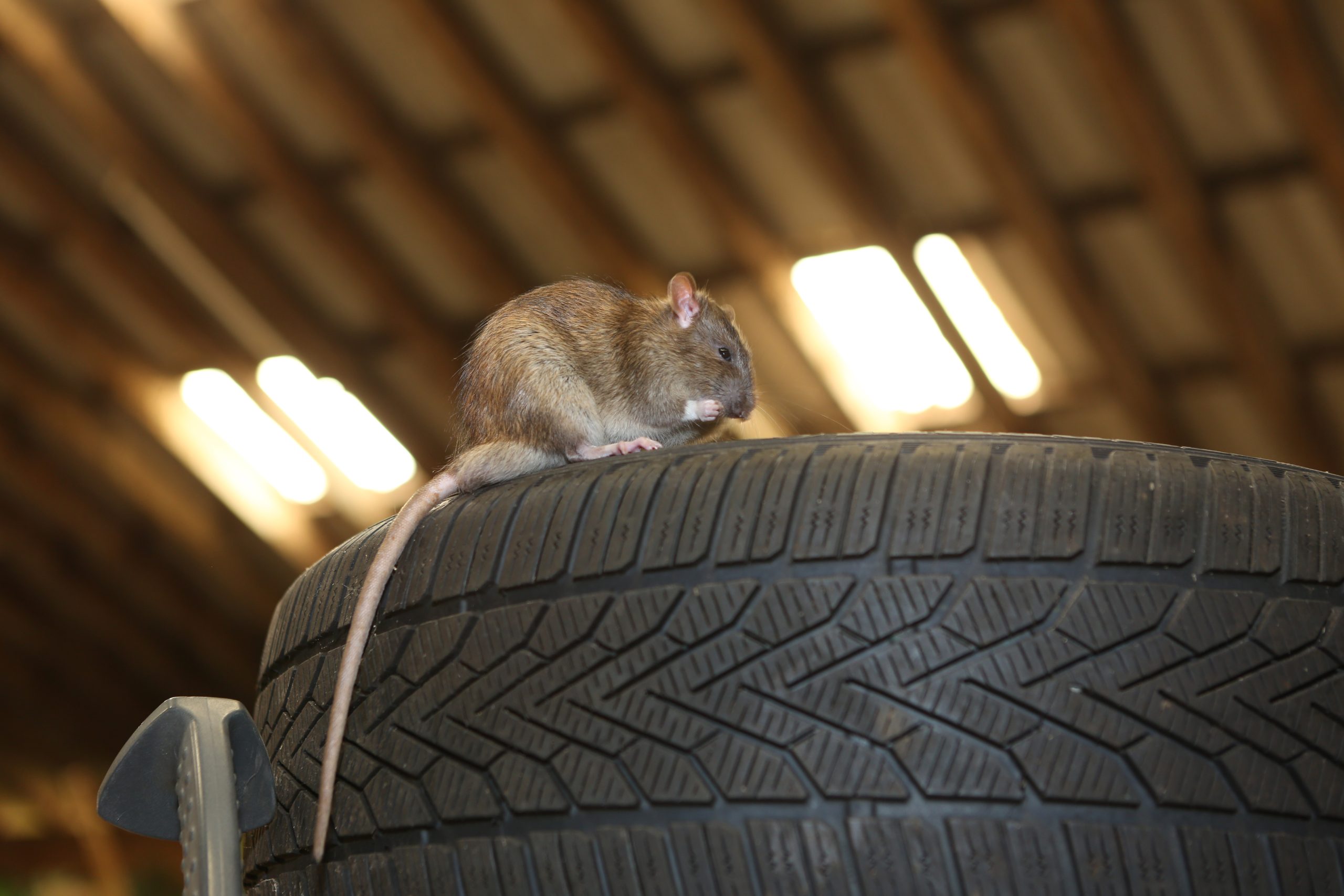 What Rat Poop in the Garage Says About Your Infestation