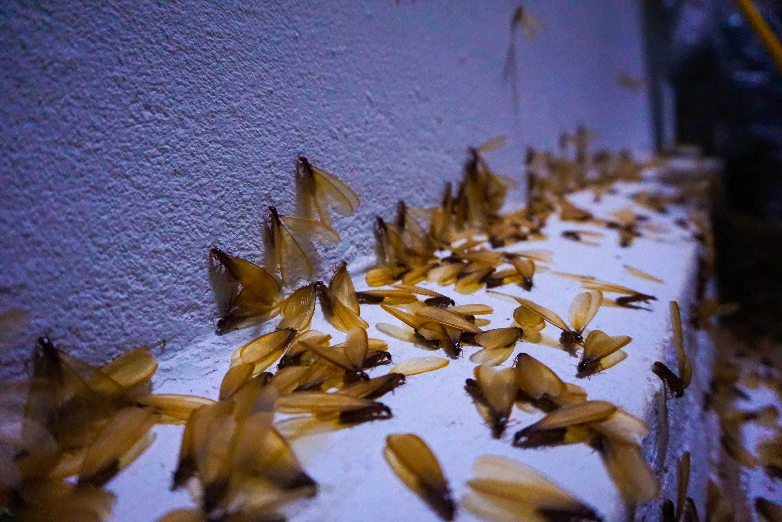 When Do Termites Swarm in California and Why Rain Sets Them Off